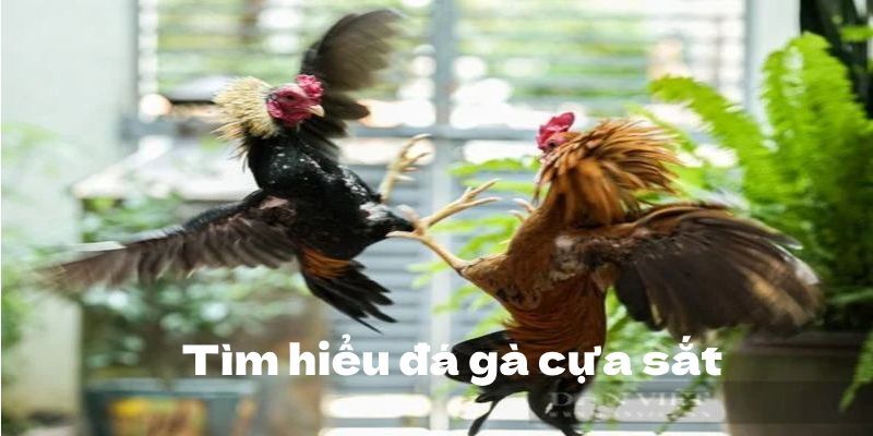Đá Gà Cựa Sắt Bong88 - Địa Chỉ Tổ Chức Đỉnh Cao Nhất 2025 2 Nguồn gốc về thể loại đá gà cựa sắt