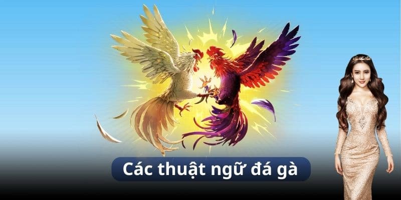 Nắm Rõ Thuật Ngữ Đá Gà - Bí Quyết Chiến Kê Bất Bại 4 Hướng dẫn dùng các thuật ngữ