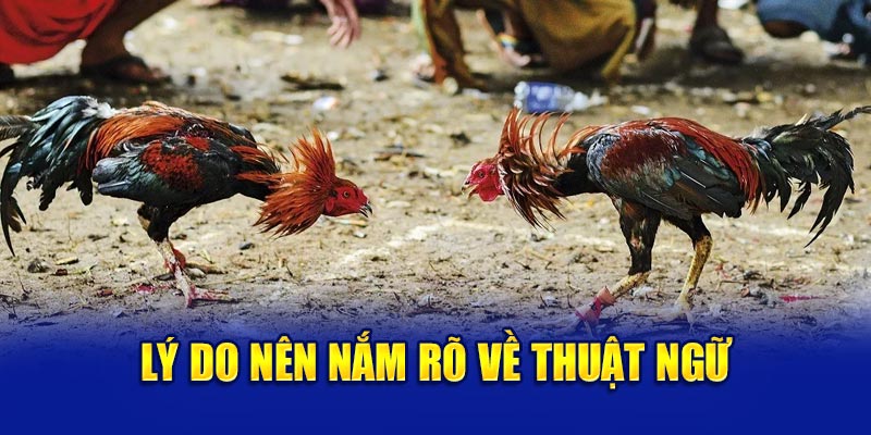 Nắm Rõ Thuật Ngữ Đá Gà - Bí Quyết Chiến Kê Bất Bại 3 Lý do nên nắm vững các thuật ngữ