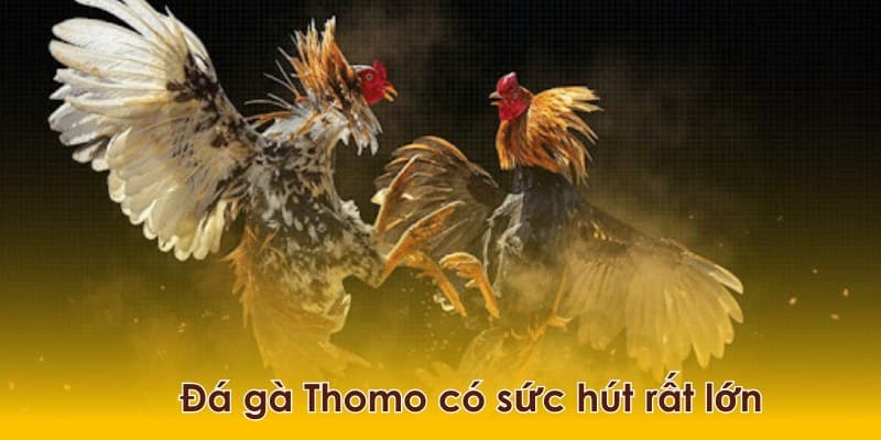 Đá Gà Thomo Trực Tiếp - Thưởng Thức Trọn Vẹn Các Trận Đá Gà 4 Những ưu điểm chinh phục kê sư của hình thức giải trí thú vị