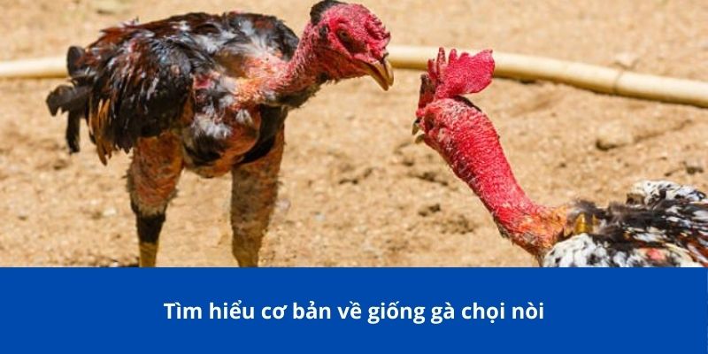 Gà Chọi Nòi Bong88 – Giống Gà Đỉnh Cao Được Nhiều Người Yêu Thích 2 Tìm hiểu cơ bản về giống gà chọi nòi