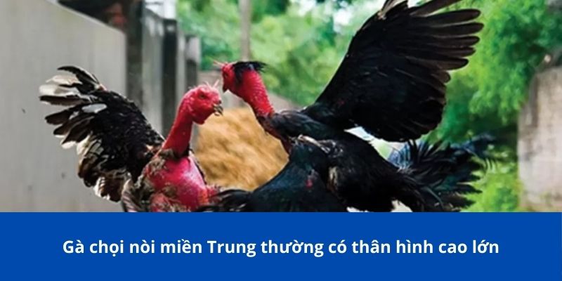 Gà Chọi Nòi Bong88 – Giống Gà Đỉnh Cao Được Nhiều Người Yêu Thích 3 Gà chọi nòi miền Trung thường có thân hình cao lớn