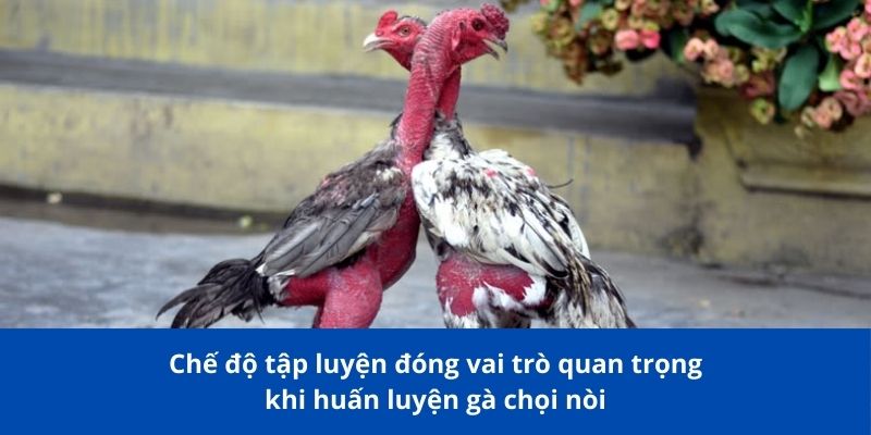 Gà Chọi Nòi Bong88 – Giống Gà Đỉnh Cao Được Nhiều Người Yêu Thích 4 Chế độ tập luyện đóng vai trò quan trọng khi huấn luyện gà chọi nòi
